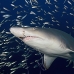 shark_tiger_sand_spar_v_0154_nca0161.jpg